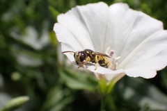 Apoidea