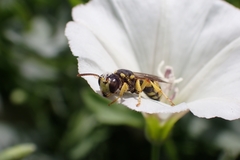 Apoidea