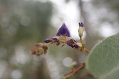 Hardenbergia