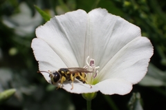 Apoidea