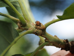 Callirhytis subcostata