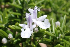 Salvia rosmarinus
