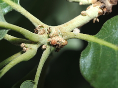 Callirhytis subcostata