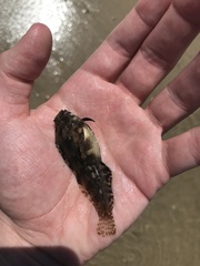 Chasmodes bosquianus