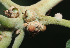 Callirhytis subcostata