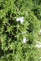 Salvia rosmarinus