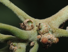 Callirhytis subcostata