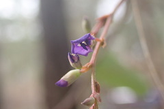 Hardenbergia