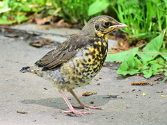 Turdus pilaris