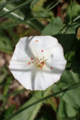Convolvulus arvensis