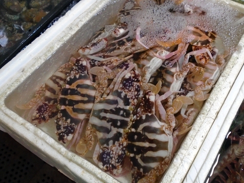 Charybdis feriata