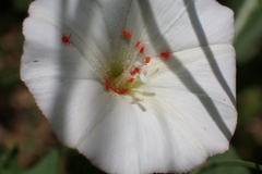 Convolvulus arvensis