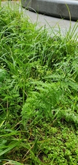 Cicuta virosa