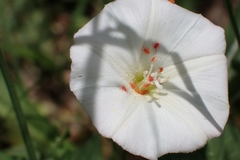 Convolvulus arvensis