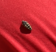 Acmaeodera bowditchi