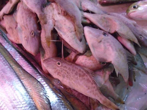 Thamnaconus hypargyreus