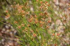 Juncus diffusissimus
