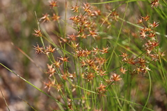 Juncus diffusissimus