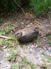 Gopherus polyphemus