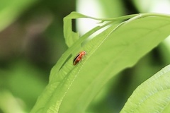 Disonycha discoidea