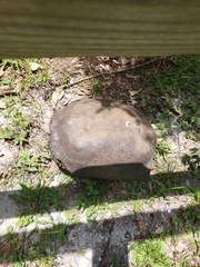 Gopherus polyphemus