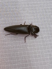 Orthostethus infuscatus