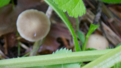 Strobilurus conigenus