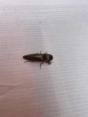 Orthostethus infuscatus