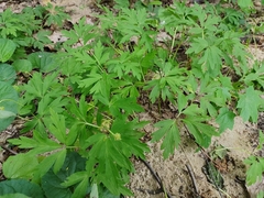 Anemonoides nemorosa