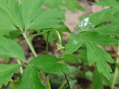 Anemonoides nemorosa