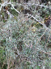 Coprosma elatirioides