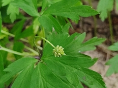 Anemonoides nemorosa