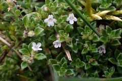 Clinopodium nubigenum