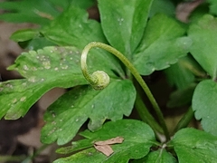 Anemonoides nemorosa