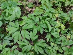 Anemonoides nemorosa