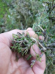 Coprosma elatirioides