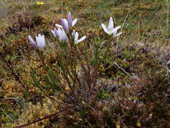 Gentianella empetroides