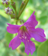 Commicarpus pentandrus