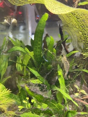 Leptochilus pteropus