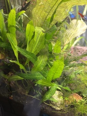 Leptochilus pteropus