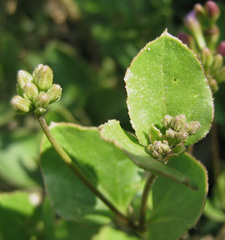 Commicarpus pentandrus