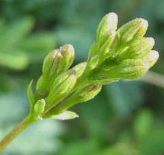 Commicarpus pentandrus