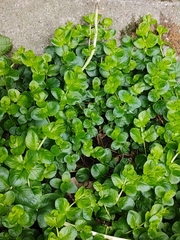 Lysimachia nummularia