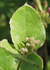 Commicarpus pentandrus