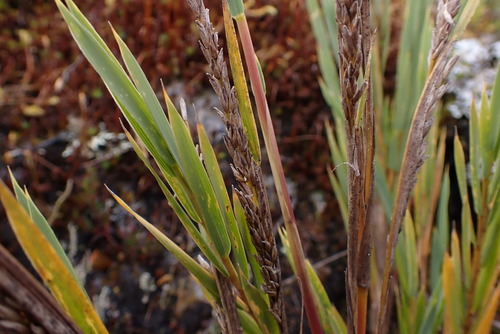 Chusquea smithii
