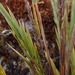 Chusquea smithii - Photo (c) danplant, some rights reserved (CC BY-NC), uploaded by danplant