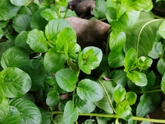 Lysimachia nummularia