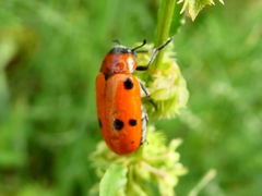 Tituboea sexmaculata