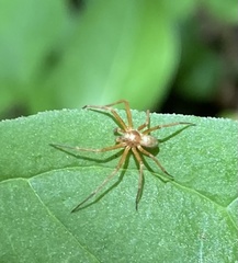 Philodromus marxi