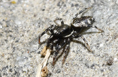 Salticus zebraneus